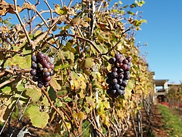 葡萄園,葡萄酒,農(nóng)業(yè)