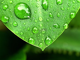 水,滴,葉