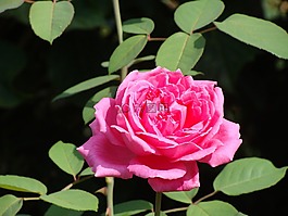 花卉,植物,葉