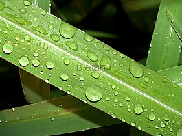 水,滴,葉