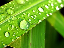 水,滴,葉