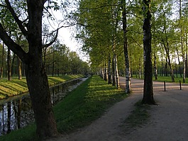 樹,綠色,走道