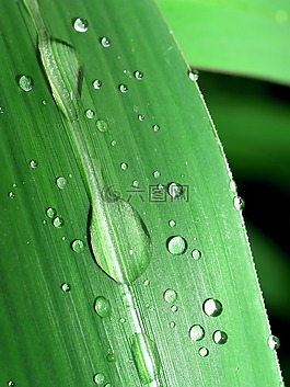 水,滴,葉