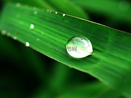 水,滴,葉