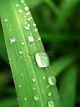 水,滴,葉