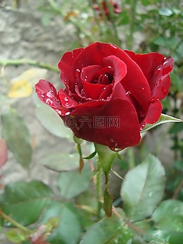 羅莎,紅色的,噴霧