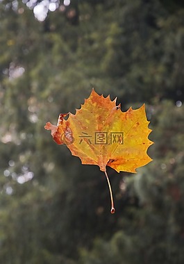 葉,秋,干的樹葉