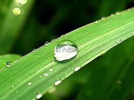 水,滴,葉