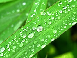 水,滴,葉