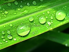 水,滴,葉