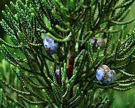 juniper,浆果,种子锥