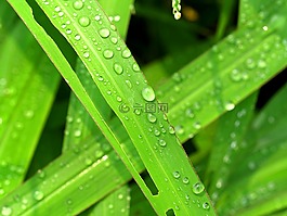 水,滴,葉