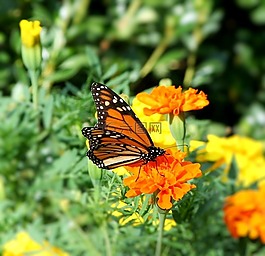 蝴蝶,君主,danaus plexippus