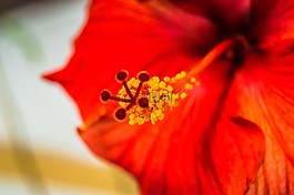 花,自然,花園
