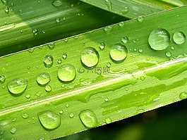 水,滴,葉