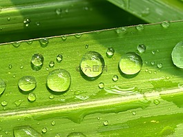 水,滴,葉