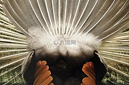 后視圖,孔雀,鳥