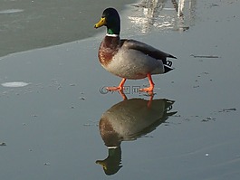 鴨,水的鳥,冬季