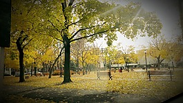 光,公園,太陽