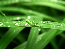 水,滴,葉