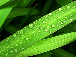 水,滴,葉
