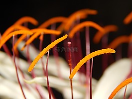 花,雄蕊,自然