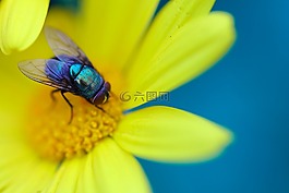 自然,昆蟲,花