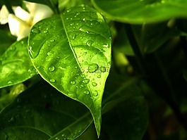 水,滴,葉
