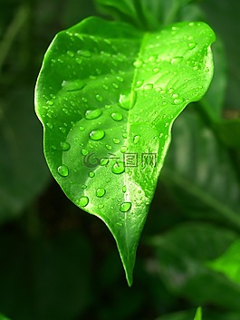 水,滴,葉