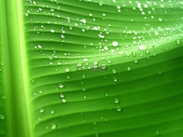 水,滴,葉