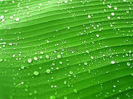 水,滴,葉