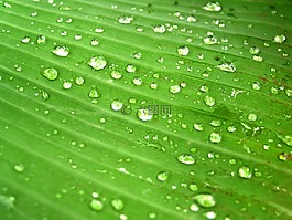 水,滴,葉