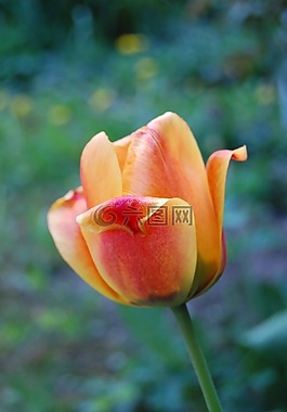 郁金香,花,鮮花