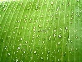 水,滴,葉