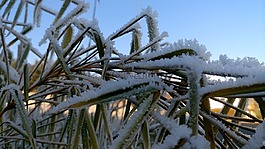 性質(zhì),草,冰