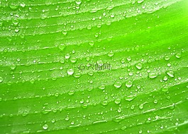 水,滴,葉