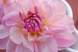 嬌琴紗,花,大麗花花園