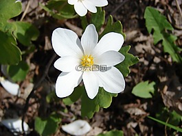 花,野生,sanguinaria