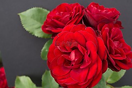 玫瑰,花,花香