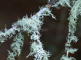 苔,枝杈,森林