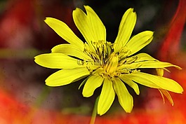 野生花卉,花,黃色