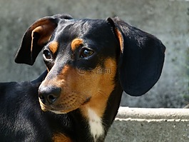 狗,臘腸犬,寵物