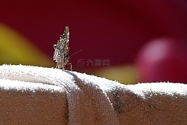 蝴蝶,昆蟲,坐