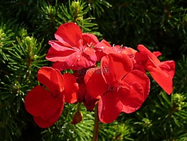 天竺葵,花,紅色