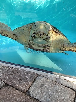 海龜,水,池