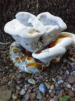 真菌,增長,蘑菇