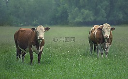 牛,公牛,牛肉