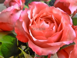 玫瑰,粉紅色,花
