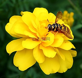 大黃蜂,黃蜂,蜜蜂