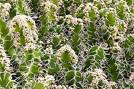 仙人掌,植物,模式